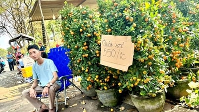 The Tet flower market is still empty of buyers, the owner is also getting &amp;apos;irritated&amp;apos;