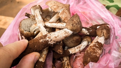 ផ្សិត​កម្ចាត់​មេរោគ​នៅ​តំបន់​ខ្ពង់រាប​ខាងលិច​ក្រោយ​ភ្លៀង៖ ស្ងោរ និង​ជ្រលក់​ក្នុង​ទឹក​ត្រី វា​ក៏​មាន​រសជាតិ​ឆ្ងាញ់​ល្មម​ធ្វើ​ឲ្យ​អណ្ដាត​របស់​អ្នក​កោង​ដែរ