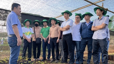 កសិករ​ទទួល​បាន​ផល​ល្អ​ដោយ​សារ​តែ​ការ​ជឿ​ទុក​ចិត្ត​របស់​ពួក​គេ​លើ Phu My NPK