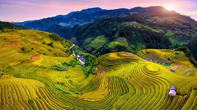 Ripe rice season paints a brilliant golden picture in Mu Cang Chai