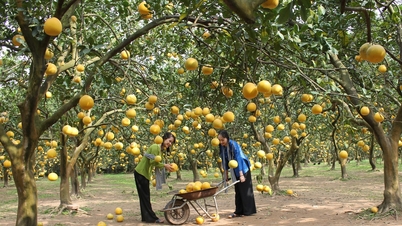 រកប្រាក់ចំណូលបាន 3.8 ពាន់លានដុល្លារអាមេរិក កម្លាំងរបស់វៀតណាមទទួលបានដំណឹងល្អបន្ថែមទៀតពីទីផ្សារកូរ៉េ