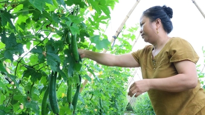 បុរស "ឈ្លោះជាមួយឋានសួគ៌" ដាំផ្លែឈើដែលអាចរកប្រាក់បានរាប់លានដុងពីរទេះរុញ
