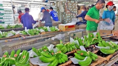 កូរ៉េខាងត្បូង​ជា​ទីផ្សារ​ទីពីរ​ដែល​នាំចូល​បន្លែ​ផ្លែឈើ​ពី​វៀតណាម។