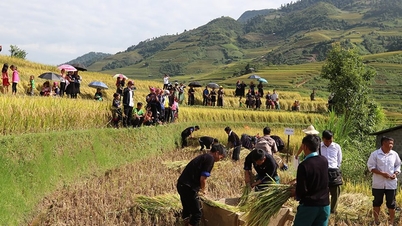 'រដូវមាសនៃ Mu Cang Chai' ស្វាគមន៍យ៉ាងអស្ចារ្យ