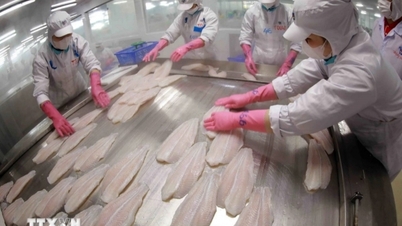 Xuất khẩu cá tra giá trị gia tăng sang Mỹ tăng 2182%