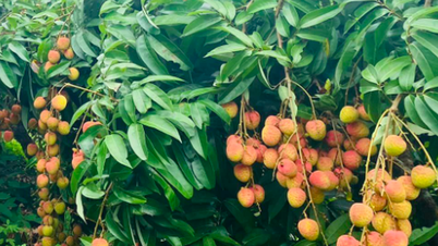 អ្នក​ជំនាញ​ជប៉ុន​មក​វៀតណាម​ដើម្បី​ត្រួត​ពិនិត្យ​ការ​នាំ​ចេញ​ផ្លែ​ត្របែក។