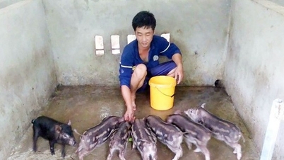 នេះជាជ្រូកព្រៃ ងាយស្រួលចិញ្ចឹមដូចស្ករគ្រាប់ មិនចាំបាច់ចំណាយប្រាក់លើកន្ទក់ កសិករខេត្ត An Giang លក់បានតម្លៃ 130,000 ដុង/គីឡូក្រាម