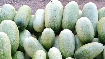 ផ្លែឈើពិសេសដែលមិនធ្លាប់ស្គាល់ពីមុនមក ឥឡូវនេះបានក្លាយជាមុខម្ហូបពិសេសដែលអ្នកទីក្រុងចង់បានក្នុងតម្លៃ 50,000 ដុង/គីឡូក្រាម។