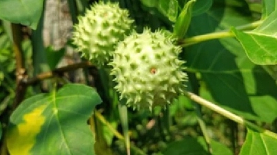 ហេតុអ្វីបានជាការបរិភោគ belladonna បណ្តាលឱ្យពុលនិងសូម្បីតែស្លាប់?