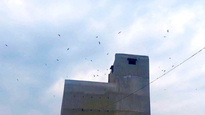 Las golondrinas, aves salvajes atraídas a las casas para anidar en Vinh Long, son como pájaros que escupen oro y enriquecen a la gente.