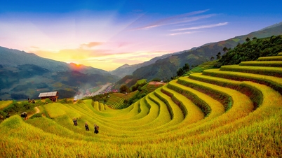Golden season on Muong Than fields