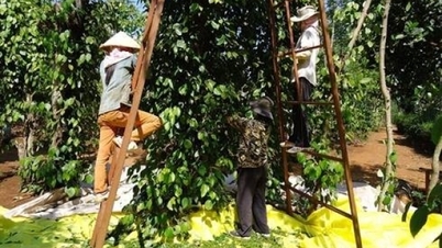 Vietnam's pepper export price suddenly drops sharply