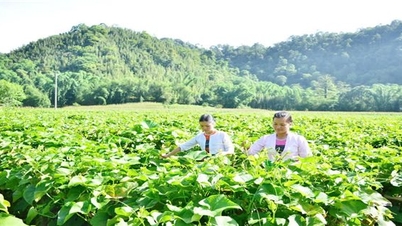 Tan Lac (Hoa Binh)៖ ការផ្តល់ទុន និងផ្គត់ផ្គង់ជីវភាព ដើម្បីជួយជនជាតិភាគតិចឲ្យរួចផុតពីភាពក្រីក្រប្រកបដោយនិរន្តរភាព។