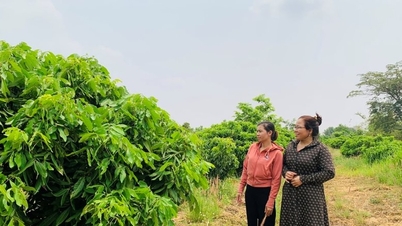 Hỗ trợ đất cho đồng bào dân tộc thiểu số nghèo và cận nghèo ở miền núi