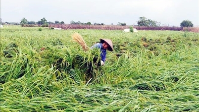 Ngành nông nghiệp đề xuất Chính phủ hỗ trợ 10.000 tỷ đồng giúp phục hồi sản xuất