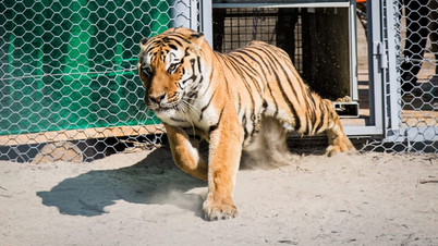 An animal that has been extinct for 70 years reappears thanks to a plan to "release tigers back into the forest"
