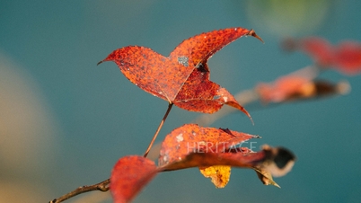 La temporada de hojas rojas parece un país de hadas en el bosque Sau Sau en Cao Bang