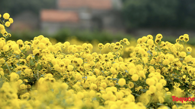 រដូវផ្ការីក Tet chrysanthemum អ៊ូអរ