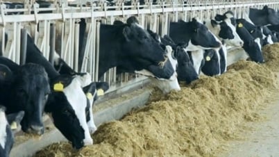 Livestock infected with H5N1 flu virus can easily be transmitted to humans