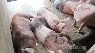 Đi ngang ngày cuối tuần, giao dịch quanh mức 65.000 đồng/kg