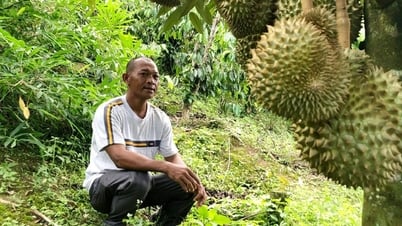 ラムドン省の農家が傾斜地でドリアンを栽培しています。木は早く実をつけますが、このようにぶら下がっている果実がたくさんあります。