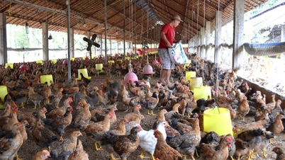 Người chăn nuôi thua lỗ nặng