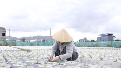 Thời tiết thất thường, nông dân Đà Nẵng lo lắng vụ hoa Tết
