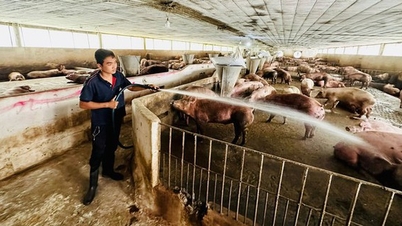 Giảm chất thải rắn, chất thải nhựa trong ngành trồng trọt, chăn nuôi