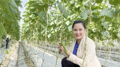 Tăng cường triển khai Đề án 01