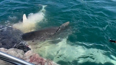 50 sharks tear apart a humpback whale