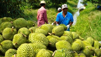 メコンデルタでは、当局の懸念を引き起こしている、どのような熱帯植物が植えられているのでしょうか？