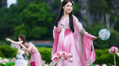 Đầm sen ở Ninh Bình nở rộ tuyệt đẹp, trăm người đổ về, chủ đón khách mệt nghỉ