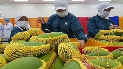 Tháng 11/2023, xuất khẩu rau quả giảm 17,9% so với tháng trước