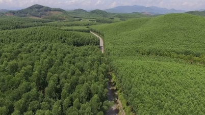 Lo ngại "kho báu" CO2 ẩn sâu trong rừng để lâu sẽ mất giá, Bộ NNPTNT đề xuất thẩm quyền chuyển nhượng