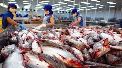 Trái chiều doanh thu và lợi nhuận của nhóm xuất khẩu cá tra