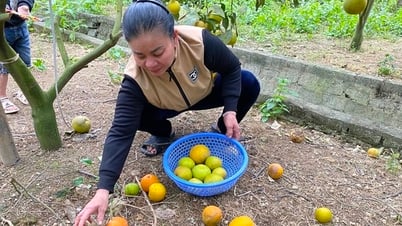 ក្រូច 'រាជ' ធ្លាក់​ច្រើន ម្ចាស់​សួន​មិន​ហ៊ាន​ទទួល​ប្រាក់​កក់​ពី​អ្នក​ទិញ