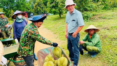 Sắp thu hoạch vườn sầu riêng lớn nhất thế giới, Bầu Đức Hoàng Anh Gia Lai sẽ tiêu thụ ở đâu?