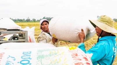 High rice prices: If you don't take advantage, you'll miss the opportunity