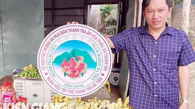 Trồng thanh trà chơi chơi, ra trái đặc sản, ít công chăm, nông dân Kiên Giang bán 150.000 đồng/kg