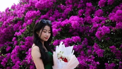'គ្រុន' ជាមួយនឹងផ្កា bougainvillea ដ៏អស្ចារ្យដែលរីកនៅច្រាំងទន្លេហាន