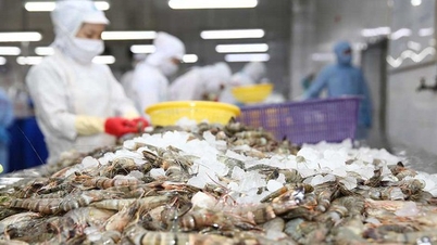 Selling tra fish and shrimp to the US and EU earns more than 1 billion USD, what advantages do Vietnamese businesses have?