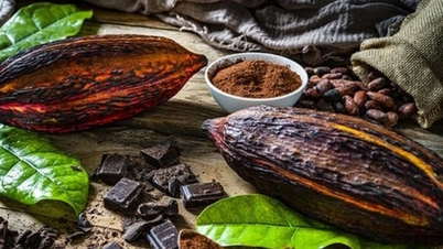 Supply shortage pushes cocoa prices to record high