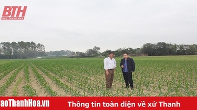 Promote large-scale commodity production in cooperatives
