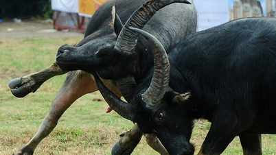 The feat of raising fighting buffaloes