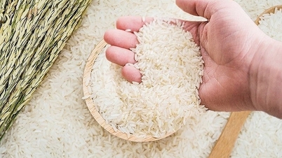 Giá lúa tiếp tục đi ngang; giá gạo xuất khẩu ở mức thấp