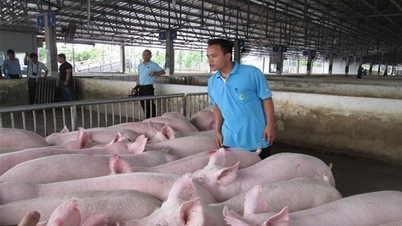 Giá lợn hơi xuống thấp, tái đàn gặp khó khăn