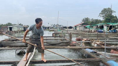 Vụ làng cá Tân Mai chết hàng loạt: Người dân mong được hỗ trợ làm sạch môi trường nước