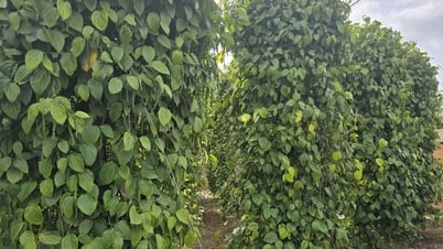 តម្លៃ​ម្រេច​បន្ត​ឡើង​ថ្លៃ