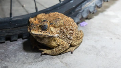 សាច់ Toad មិនមានជាតិពុលទេ ហេតុអ្វីអាចបណ្តាលឱ្យស្លាប់?