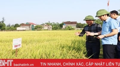 Cẩm Xuyên xác lập kỷ lục năng suất lúa xuân